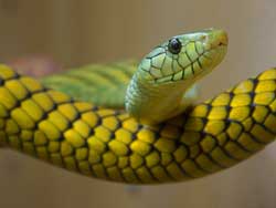 snake