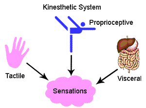 kinesthetic system